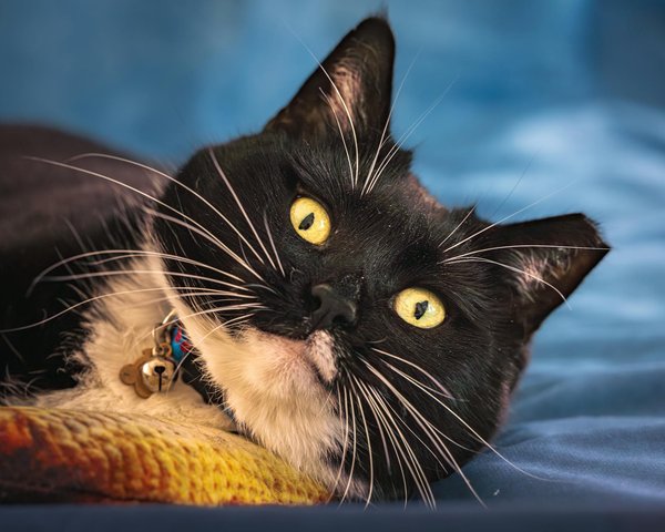 Savor a Culinary Upgrade: Experience the Ultimate Bison Burger with Decadent Blueberry BBQ Sauce!